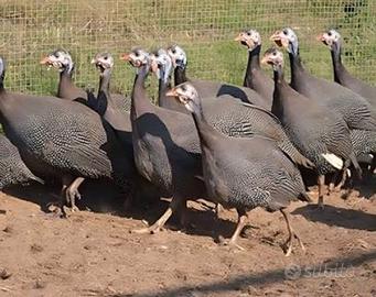 Faraone è anatre mute