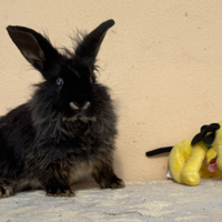 Coniglio Testa di Leone