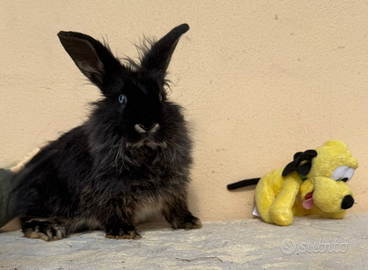 Coniglio Testa di Leone