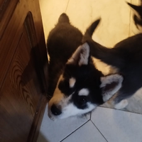 Cuccioli di siberian husky