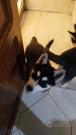 Cuccioli di siberian husky