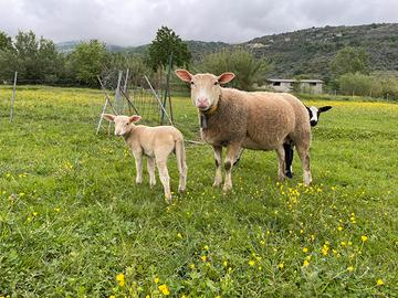 Pecora e agnella berrichon