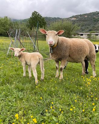 Pecora e agnella berrichon