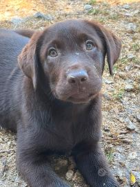 Labrador cucciola con pedigree e test genetici