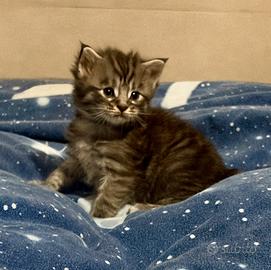 Cuccioli Maine Coon xxl