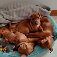 Cuccioli di Zwergpinscher