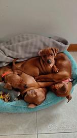 Cuccioli di Zwergpinscher