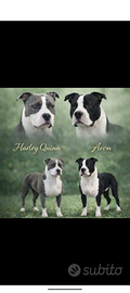 American Staffordshire terrier