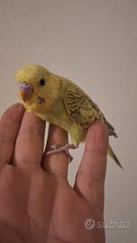 Cocorita allevata a mano