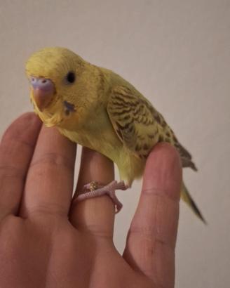 Cocorita allevata a mano