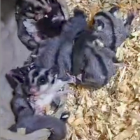 Petauri dello zucchero