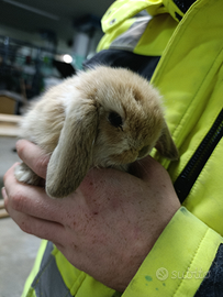 Coniglietti Arieti nani