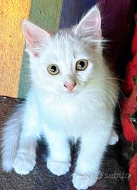 Ultimo gattino Cucciolo simil Siberiano MASCHIO