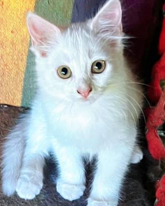 Ultimo gattino Cucciolo simil Siberiano MASCHIO