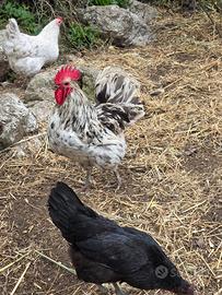 Galline australorp