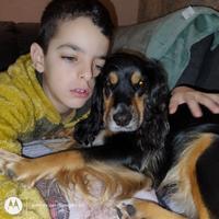 Cercò cocker spaniel per accoppiamento