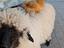 Immagine 4