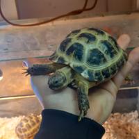 Tartaruga horsfieldi 11/13 cm
