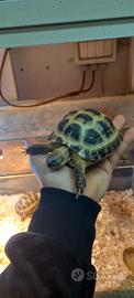 Tartaruga horsfieldi 11/13 cm