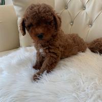 Barboncini toy e nani