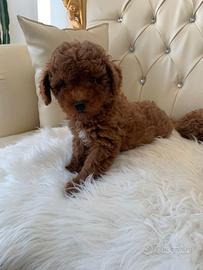 Barboncini toy e nani