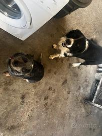 Cuccioli mix Border Collie e Cattle Dog