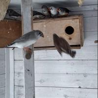 Diamantini mandarini