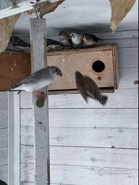 Diamantini mandarini