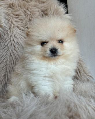Pomerania