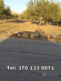 Terreno con ulivi