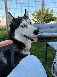 Husky femmina 3 anni