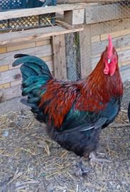 galli Legbar Amrock Marans 