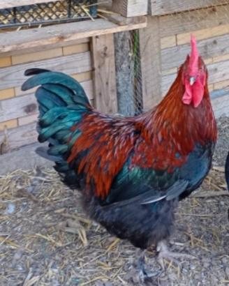 galli Legbar Amrock Marans 