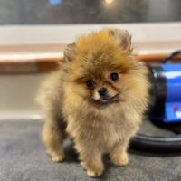 Cuccioli Spitz Nano Pomerania