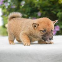 Cucciolina femmina di Shiba Inu rossa