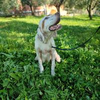 Jack setter inglese bianco arancio circa 4 anni