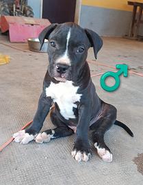 Cuccioli "American Staffordshire"