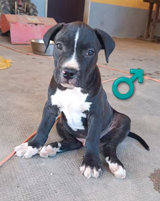 Cuccioli "American Staffordshire"