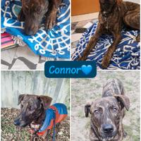 Cucciolo tigrato meticcio