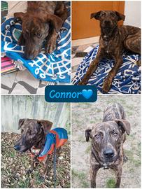 Cucciolo tigrato meticcio