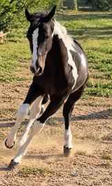 Puledro paint( cavallo) black