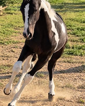 Puledro paint( cavallo) black