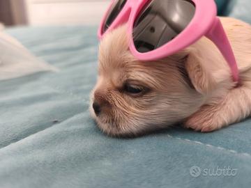 Piccola cucciola di morkie