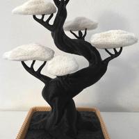 albero bonsai 