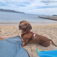 Bassotto maschio per accoppiamento