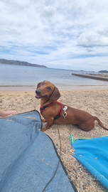 Bassotto maschio per accoppiamento