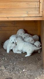 Cuccioli Maremmano Abruzzese puri