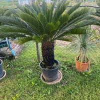 Pianta cycas revoluta