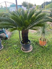 Pianta cycas revoluta