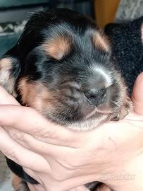 Cocker spaniel inglese